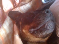 Fotos de perros